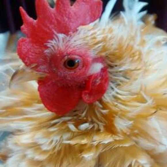 Meet your Posher, Ondra - Picture 1 of 1